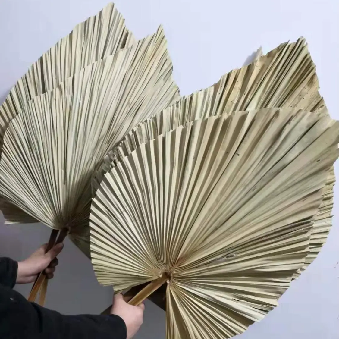 Palm Leaf Dried - 자연 건조 야자나무 잎, DIY 드라이플라워
