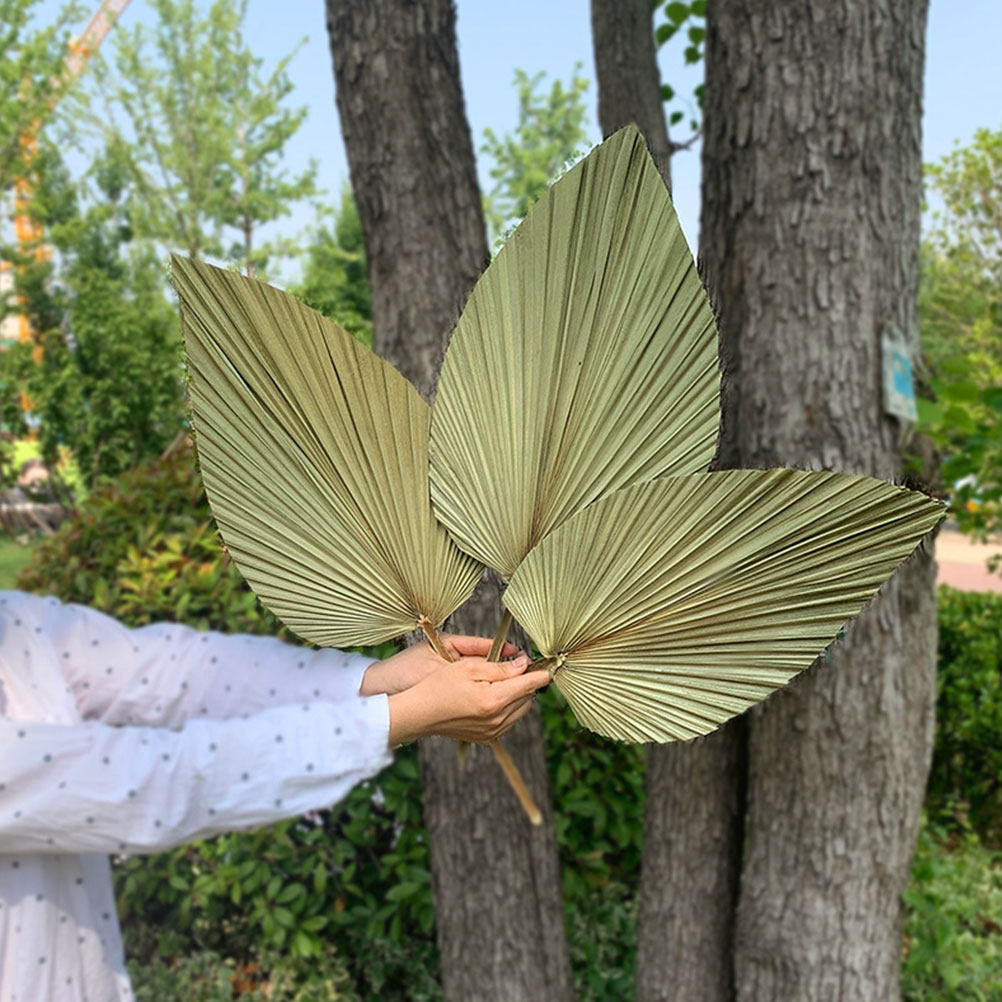 1개입, 생생한 색상의 야자수 잎 장식, 자연 건조된  - Palm Leaf Dried 리뷰 및 가격