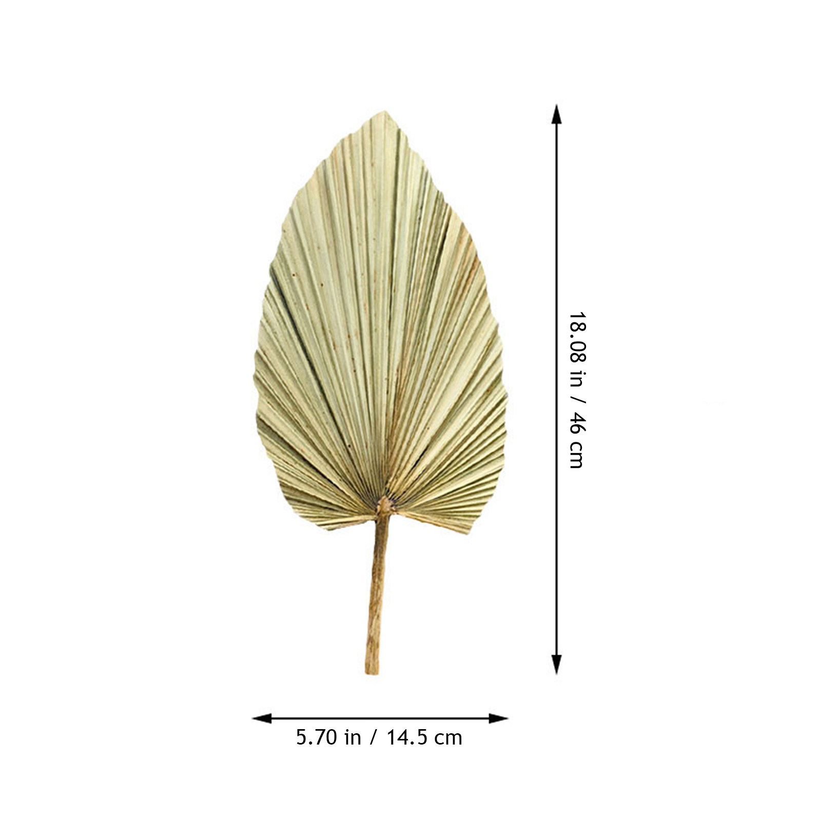 1개입, 생생한 색상의 야자수 잎 장식, 자연 건조된  - Palm Leaf Dried 리뷰 및 가격