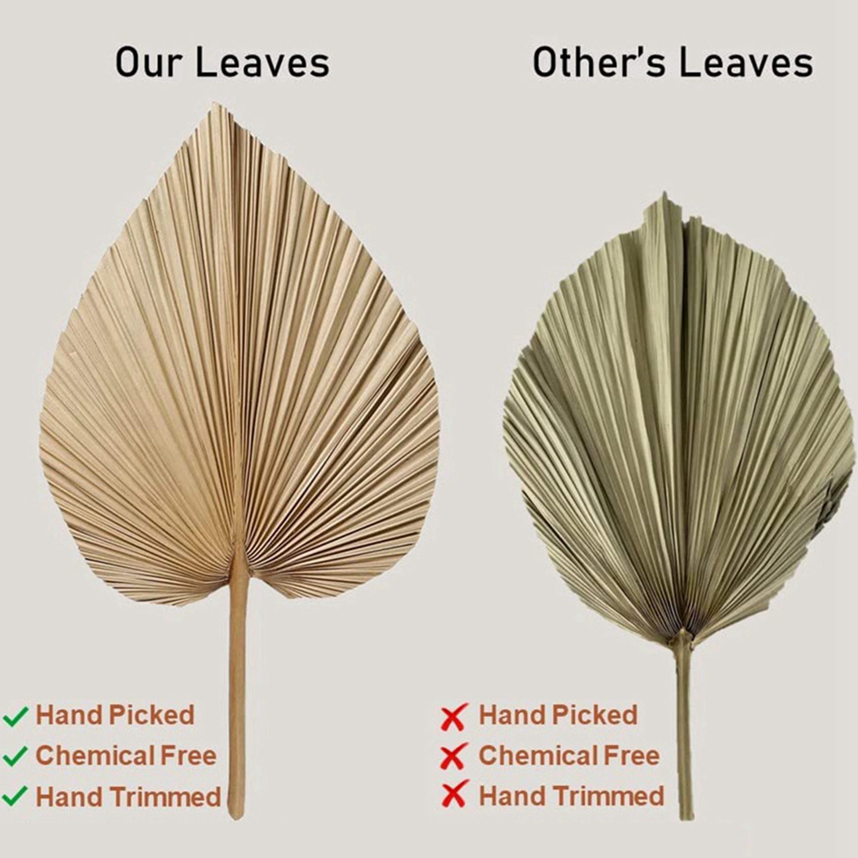 AT02-8 천연 건조 야자수 잎은 야자수 잎 장식,  - Palm Leaf Dried 리뷰 및 가격