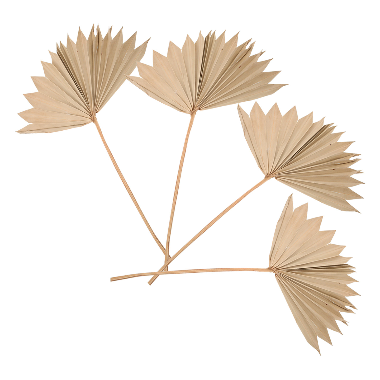 4개 세트의 건조된 야자수 잎 장식, 생생하고 자연스러 - Palm Leaf Dried 리뷰 및 가격