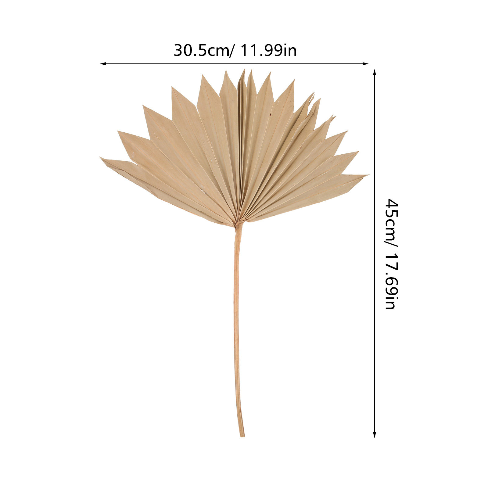 4개 세트의 건조된 야자수 잎 장식, 생생하고 자연스러 - Palm Leaf Dried 리뷰 및 가격