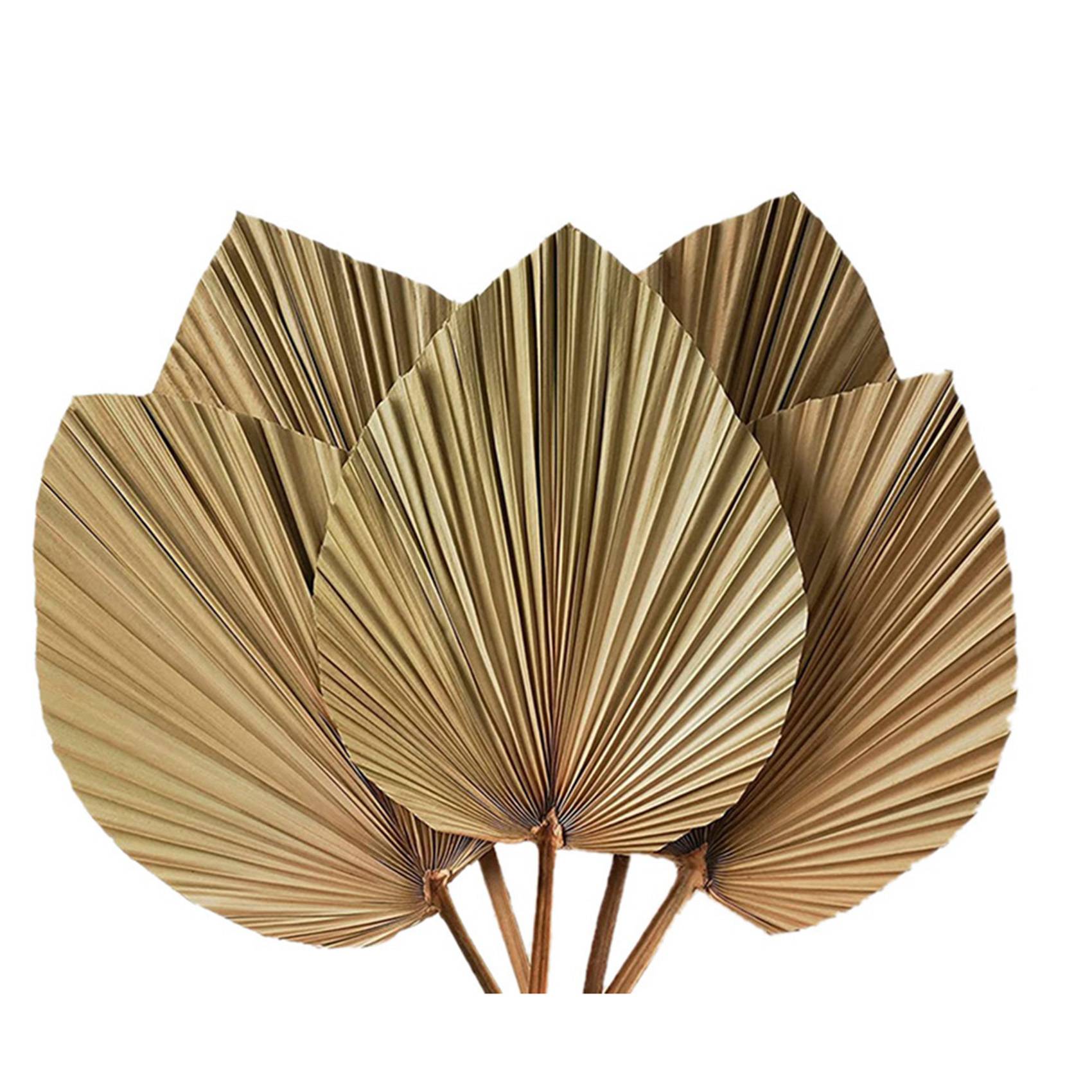 말린 야자수 잎 룸 데코 10개 - 높이 18인치 x  - Palm Leaf Dried 리뷰 및 가격