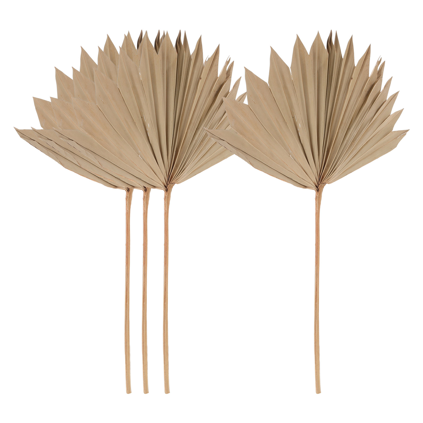 건조된 야자수 잎 장식 4개 세트, 자연스러운 보헤미안 - Palm Leaf Dried 리뷰 및 가격