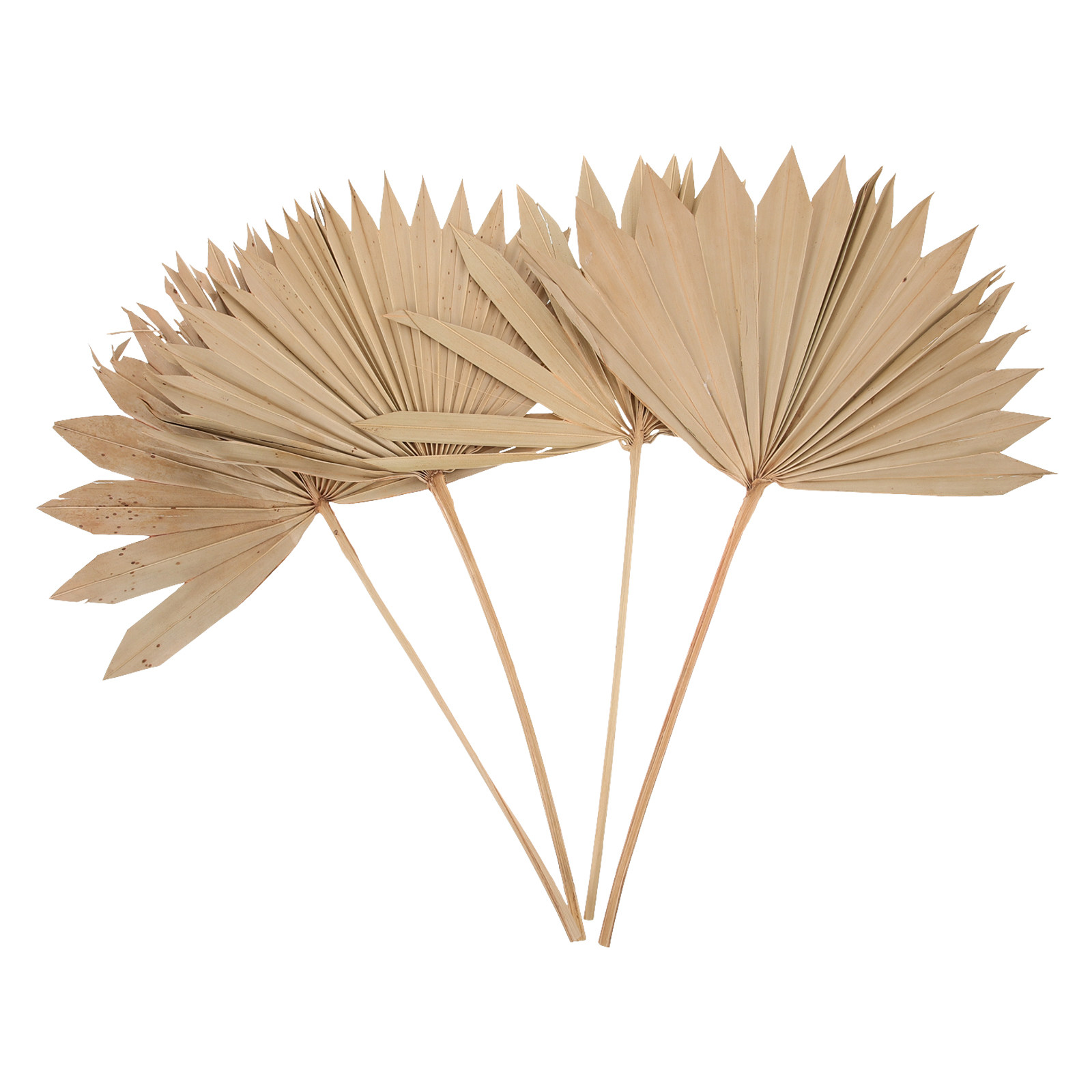 건조된 야자수 잎 장식 4개 세트, 자연스러운 보헤미안 - Palm Leaf Dried 리뷰 및 가격