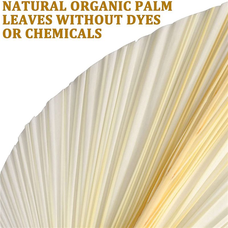 대형 흰색 건조 야자나무 잎 - 프리미엄 품질 - 9개 - Palm Leaf Dried 리뷰 및 가격
