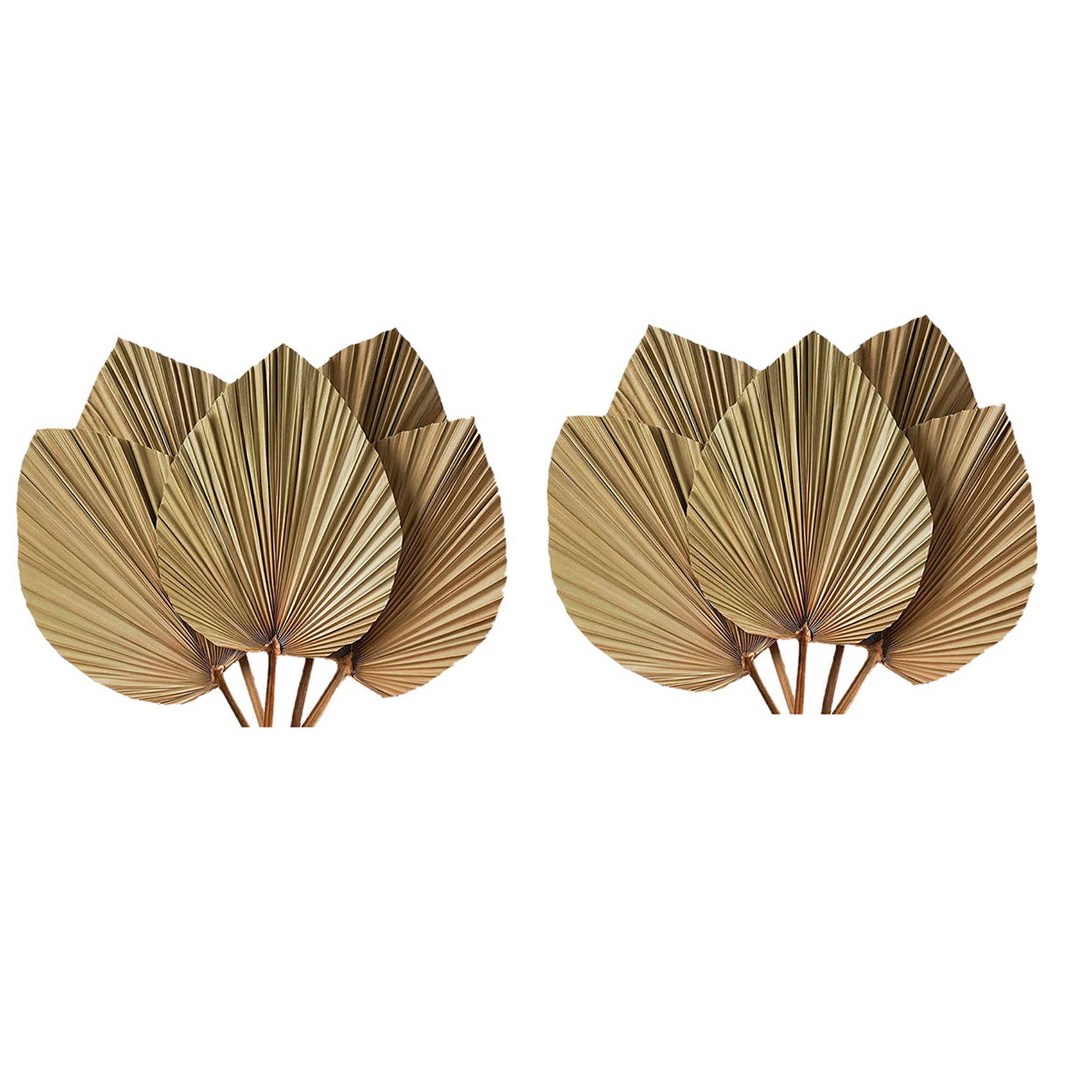 건조 야자수 잎 장식 10개 - 높이 18인치 x 너비 - Palm Leaf Dried 리뷰 및 가격